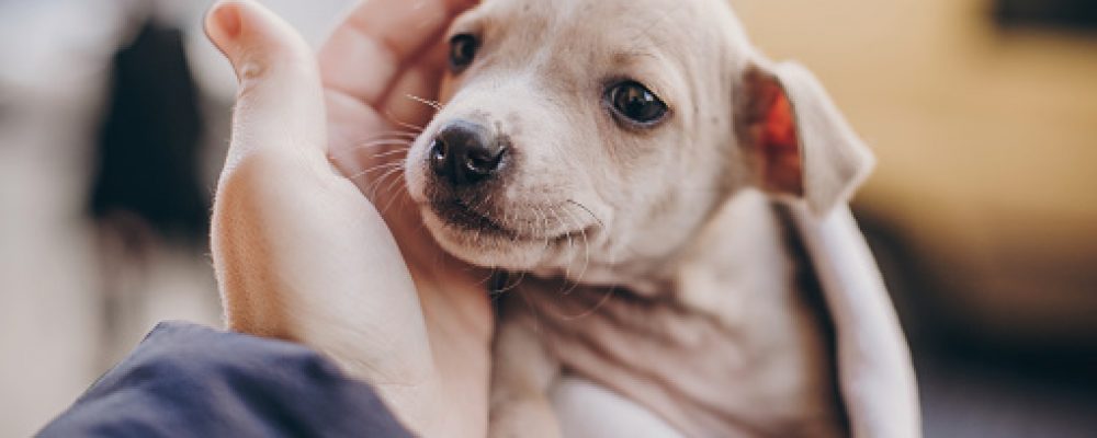 Les questions à se poser avant d’adopter un chien